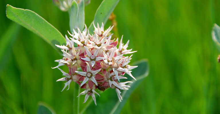 The Native Oregon Plant That Attracts More Butterfly Species Than Any Ornamental In Nurseries