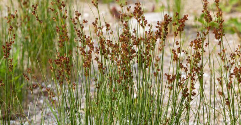 The Native Oregon Plants That Suppress Weeds In Wet Spots Better Than Any Mulch