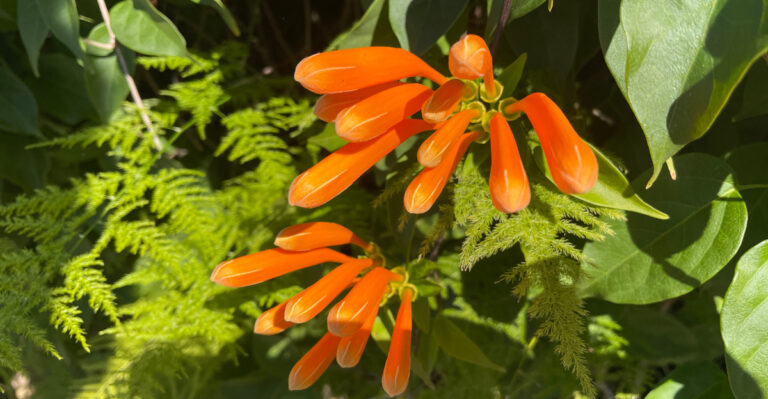The Native Oregon Vine That Outperforms Wisteria Without The Invasive Risk Or Aggressive Roots
