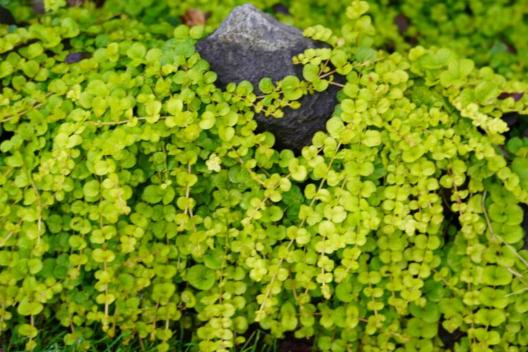 creeping jenny
