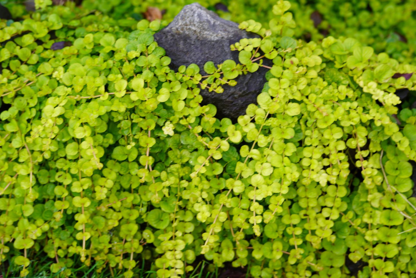 creeping jenny
