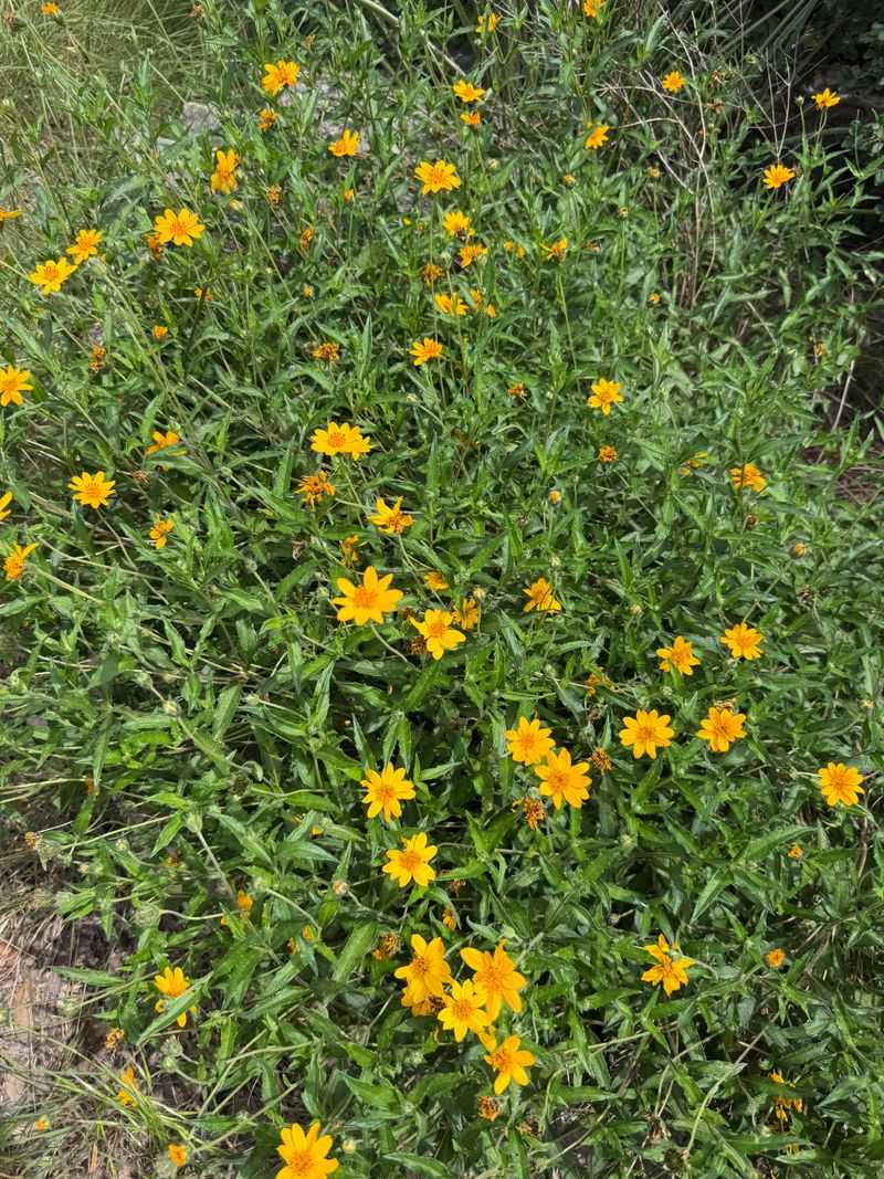 The Native Plants Built For South Texas Brush Country Conditions The Native Plants Built For South Texas Brush Country Conditions