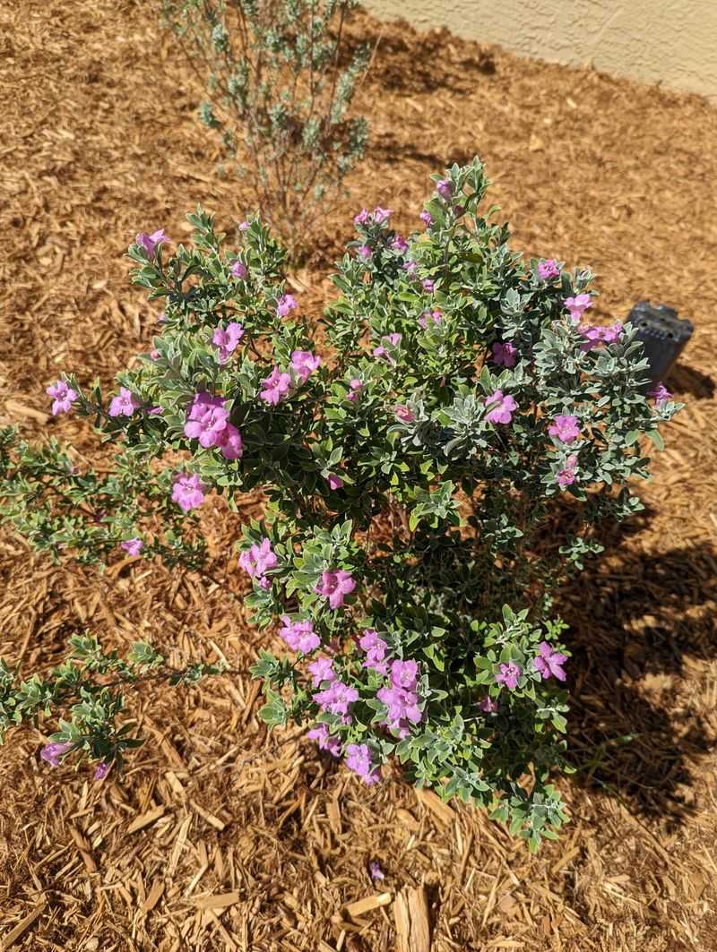 The Native Plants That Actually Belong On Hill Country Limestone The Native Plants That Actually Belong On Hill Country Limestone