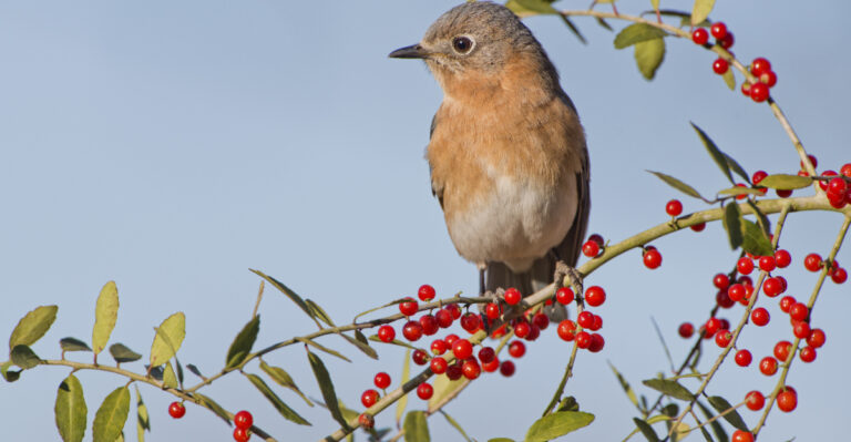 The Native Plants That Help Florida Wildlife When Heat, Drought, And Fire Stress Hit