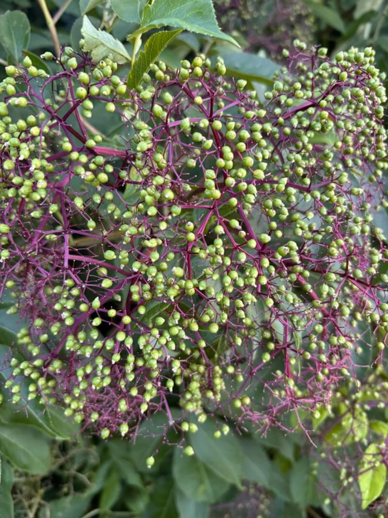 The Native Shrub Your Neighbors Will Ask You About