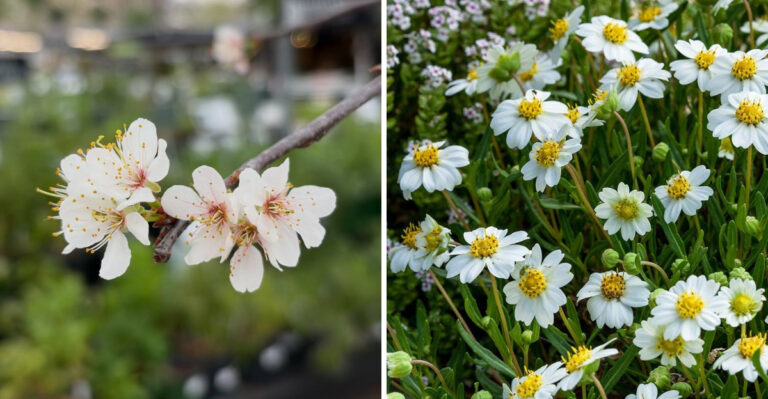 mexican plum and blackfoot daisy