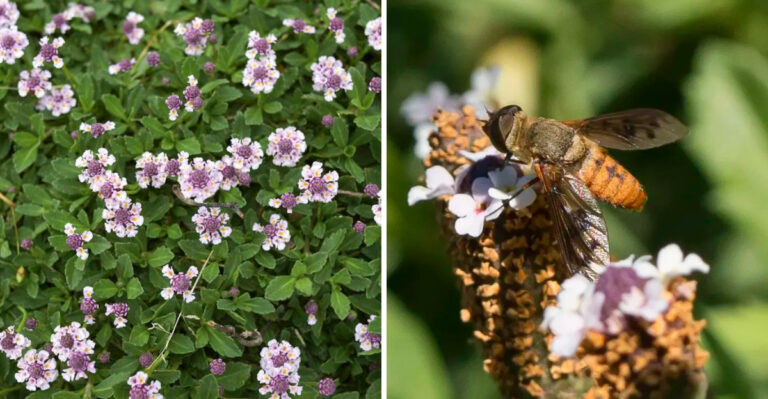 The Native Texas Ground Cover That Feeds Pollinators For Months And Asks Nothing In Return