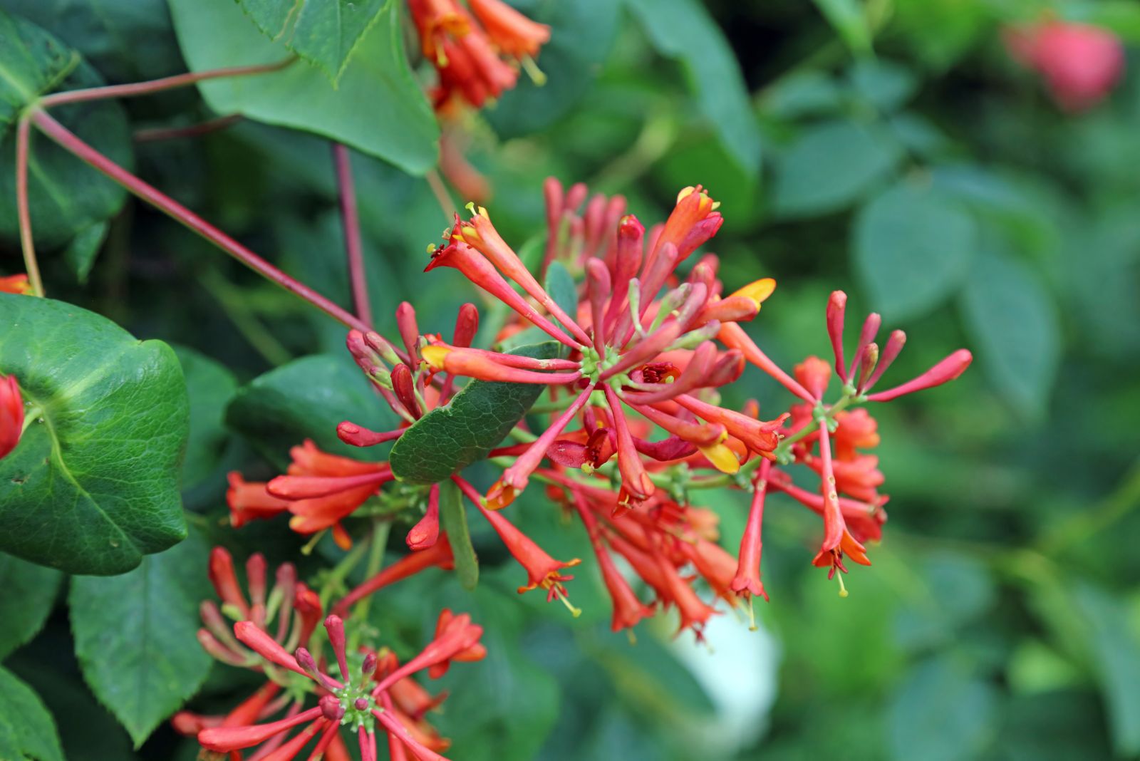 coral honeysuckle