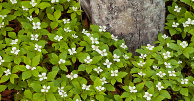 The Natives More Michigan Gardeners Are Using To Replace Struggling Grass In Deep Shade