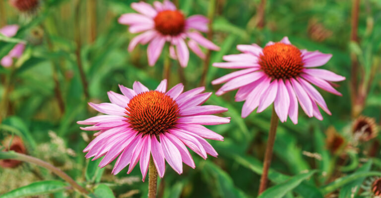 The Nebraska Coneflower That Blooms All Summer And Gets Showier Every Year