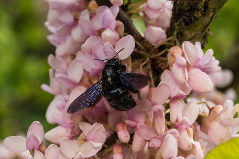 The Nesting Season That Brings Them To Your Door The Nesting Season That Brings Them To Your Door