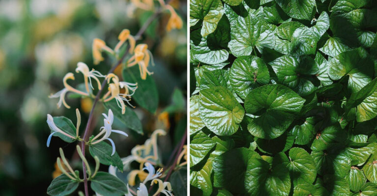 The New Jersey Plants Behind Firefly Decline And Replacements That Help
