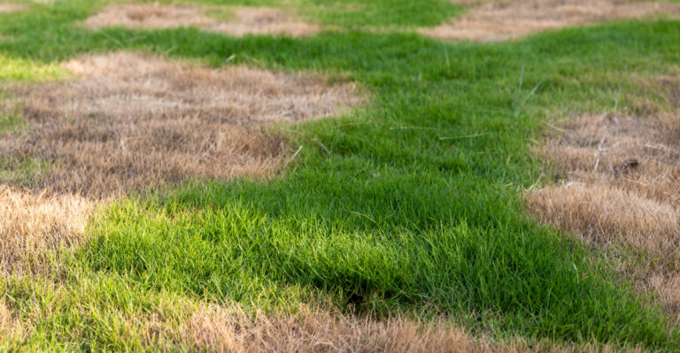 The New York Lawn Problem That Looks Like Drought But Starts Underground