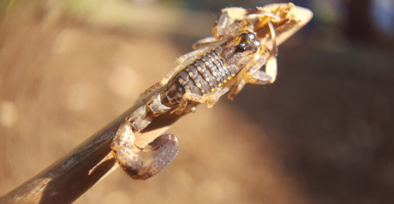 Scorpion (featured image)