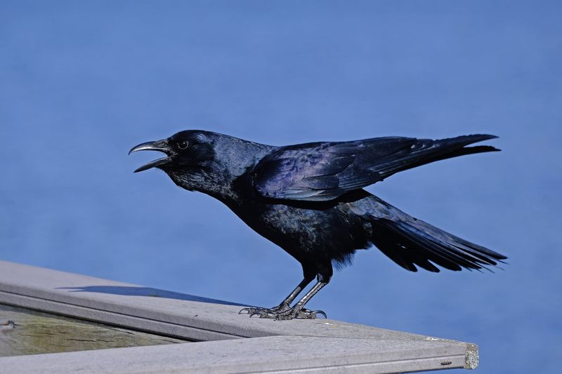 The Noise Is Normal Crow Roosting Behavior The Noise Is Normal Crow Roosting Behavior