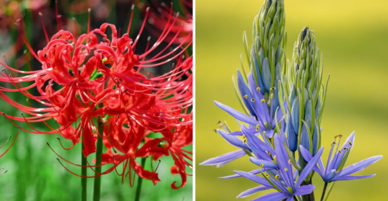 The North Carolina Bulbs That Multiply Every Time They Come Back