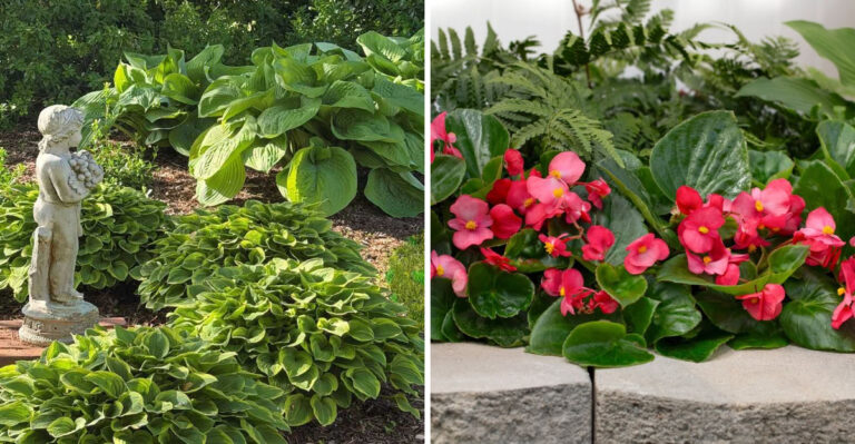 The North Carolina Garden Plants Japanese Beetles Tend To Ignore And Why Smart Gardeners Use Them