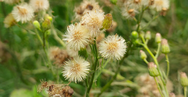 horseweed