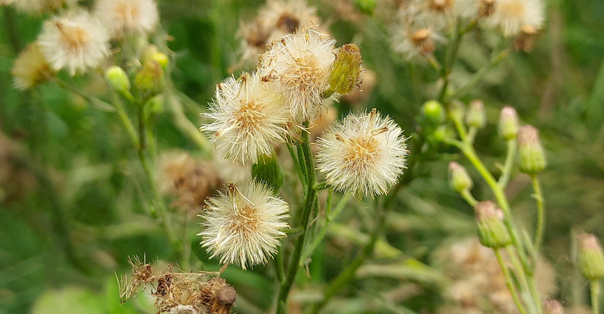horseweed