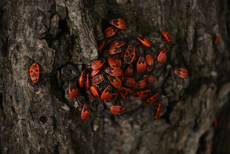 The Nuisances Box Elder Bugs Can Cause If Left Unchecked