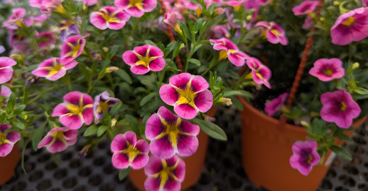 Calibrachoa