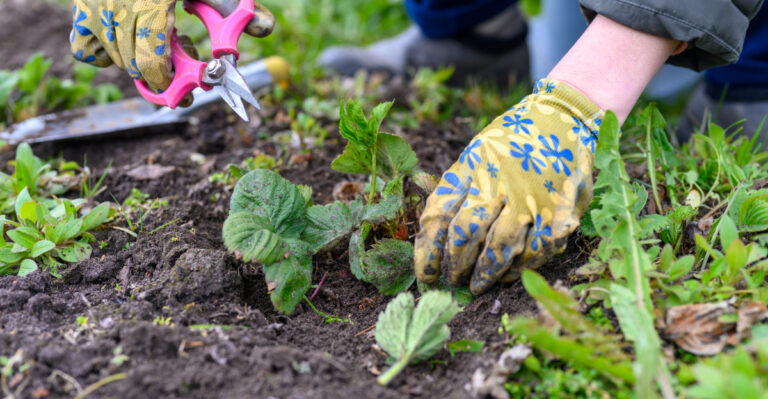garden bed weeding