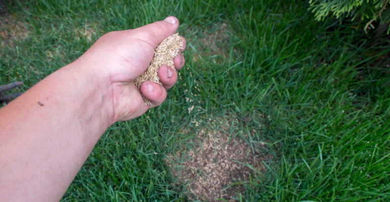 lawn overseeding