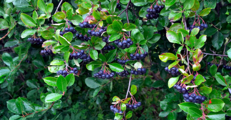 Black chokeberry