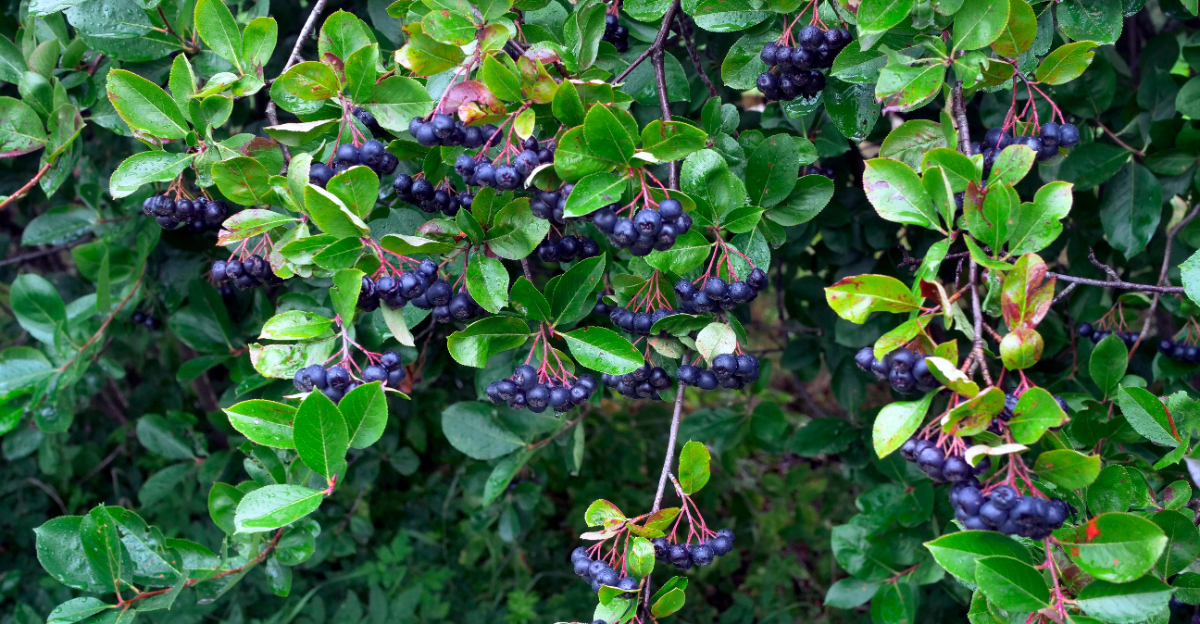 Black chokeberry