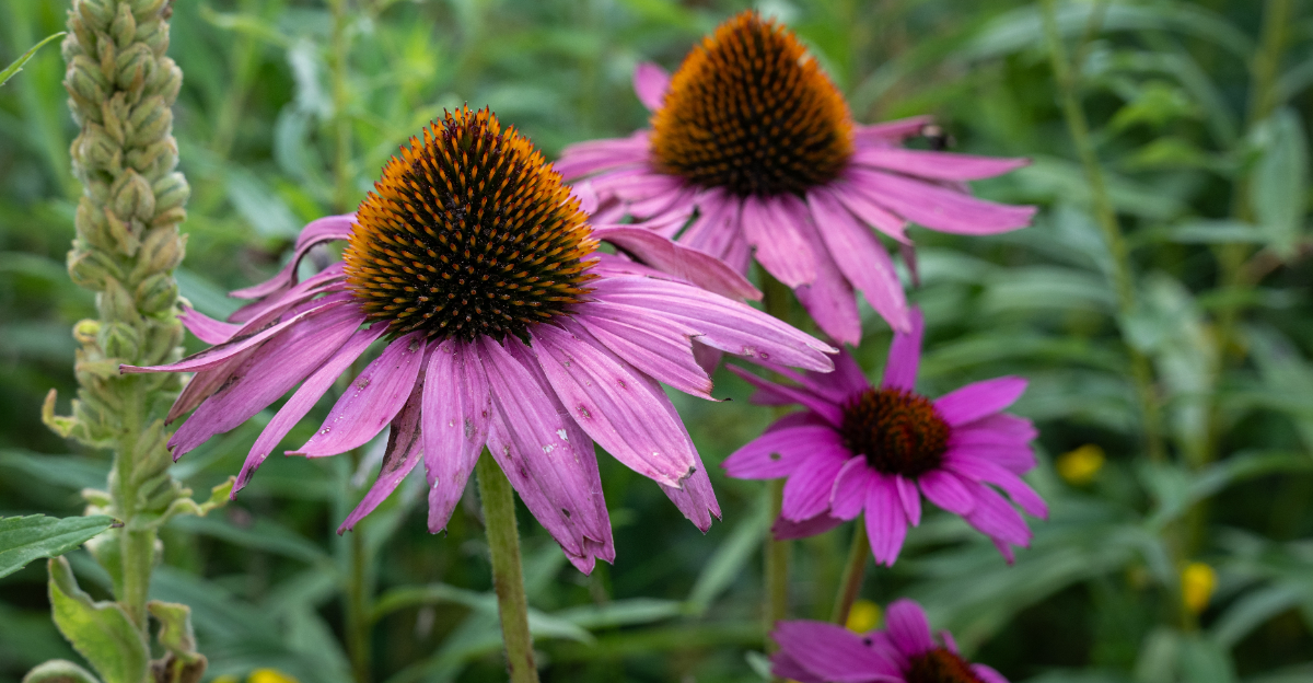 purple coneflower