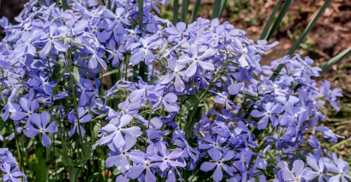 woodland phlox