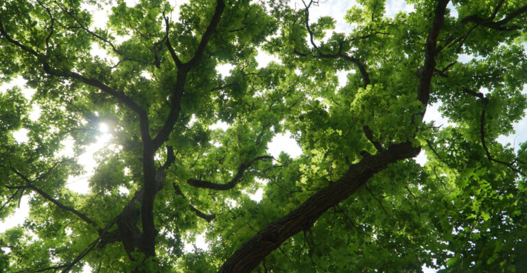 bur oak