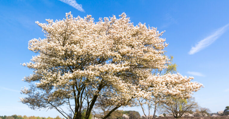 serviceberry