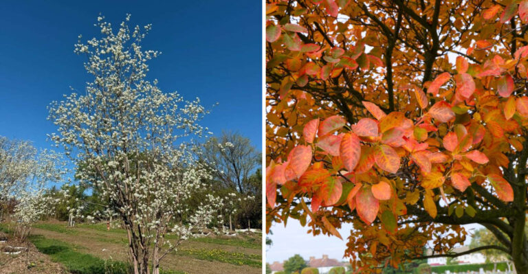 serviceberry