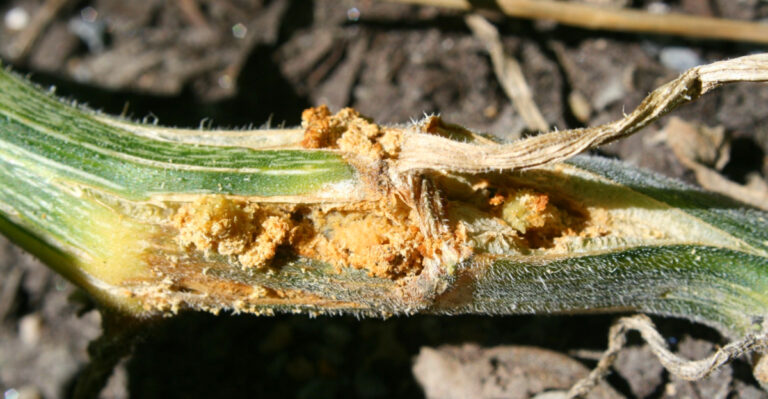 The Ohio Vegetable Garden Mistake That Invites Squash Vine Borers Every Year