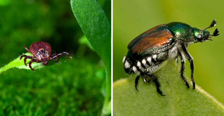 tick and japanese beetle