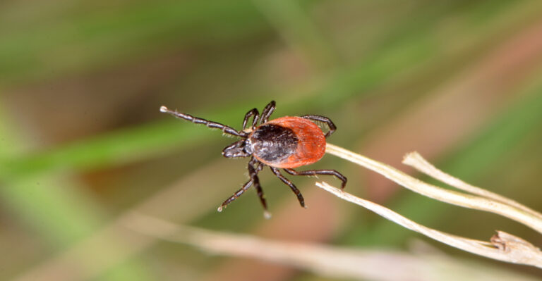 tick