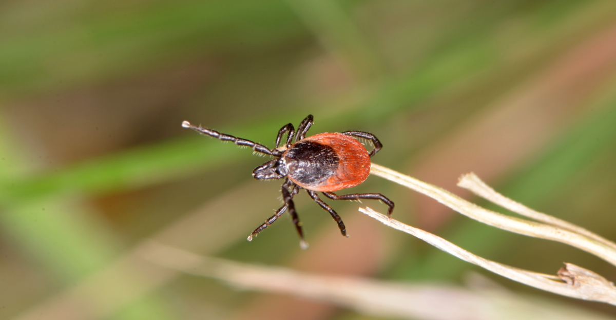tick