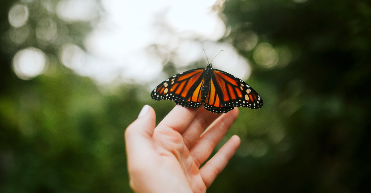 monarch butterfly