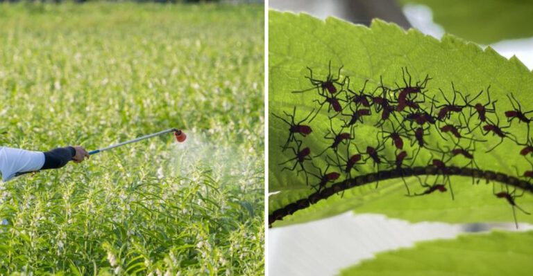The One California Pesticide Habit That Makes Garden Pest Problems Worse Every Season