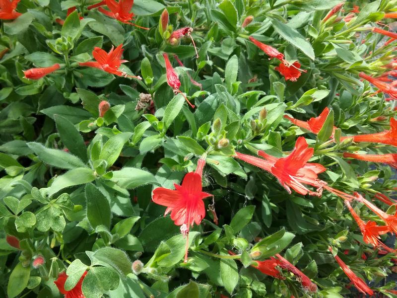 The One California Plant That Brings Hummingbirds Back Every July Without A Single Feeder
