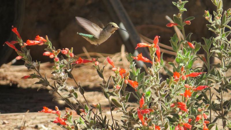 The One California Plant That Brings Hummingbirds Back Every July Without A Single Feeder