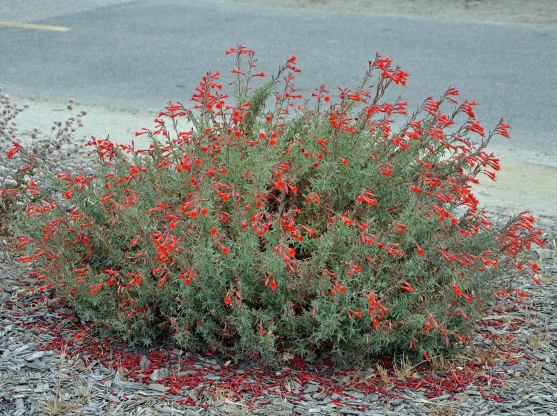 The One California Plant That Brings Hummingbirds Back Every July Without A Single Feeder