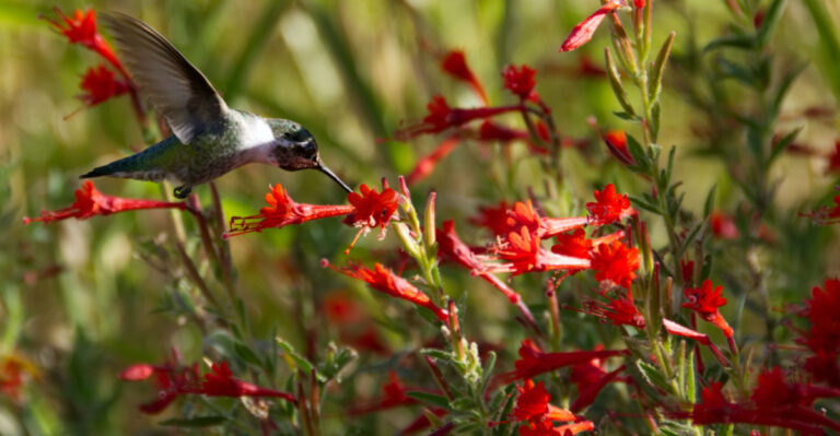 The One California Plant That Brings Hummingbirds Back Every July Without A Single Feeder