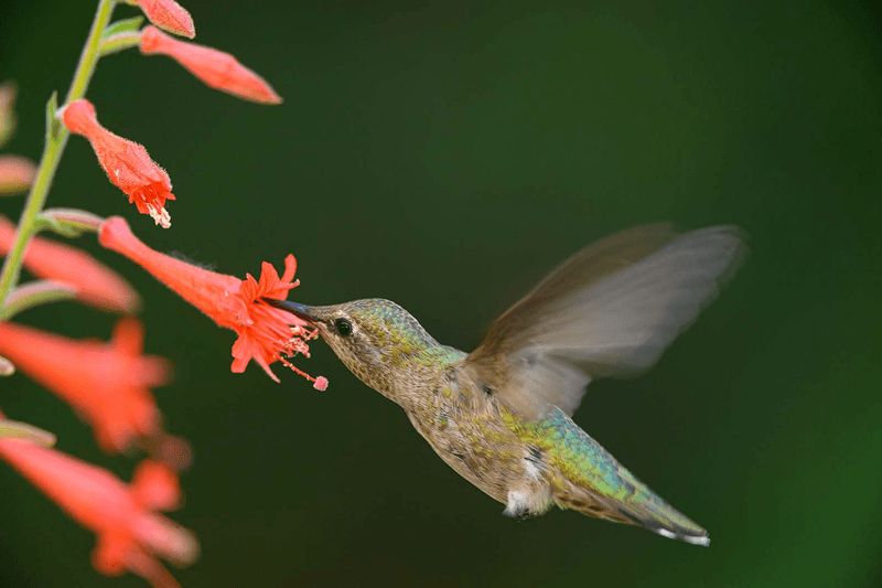 The One California Plant That Brings Hummingbirds Back Every July Without A Single Feeder
