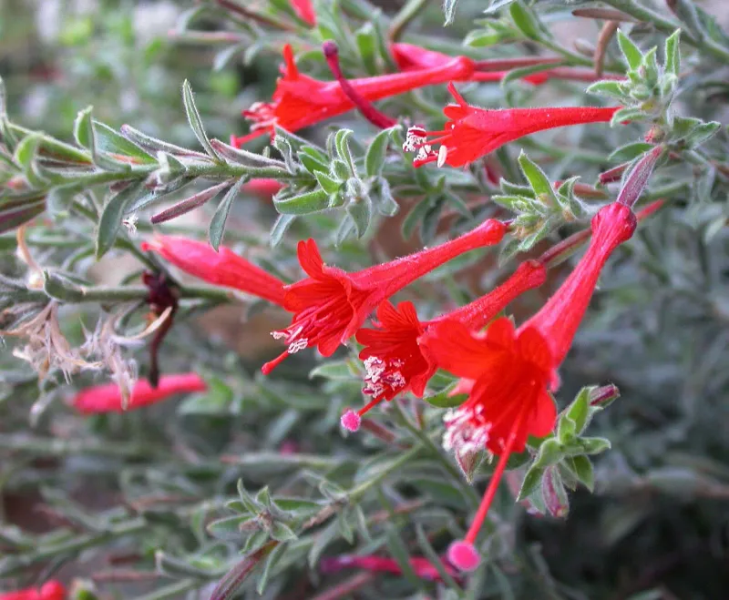 The One California Plant That Brings Hummingbirds Back Every July Without A Single Feeder