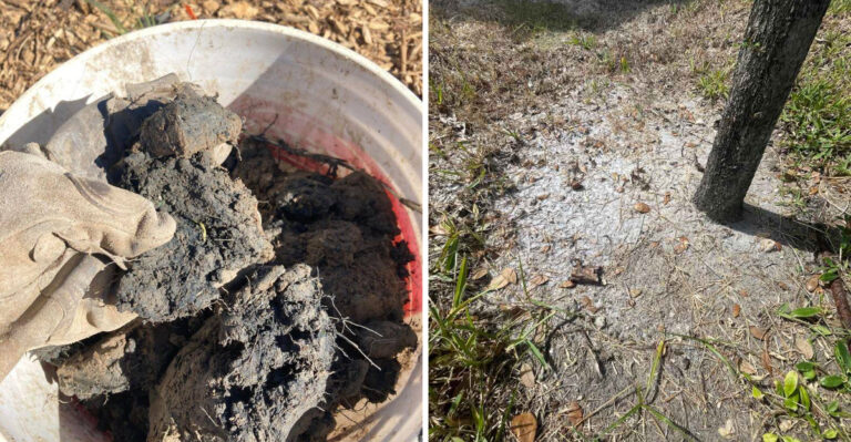The One Common Soil Amendment That Can Backfire In California Gardens