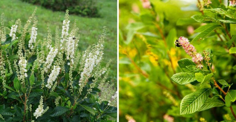 The One Georgia Native Shrub That Blooms In July When Almost Nothing Else Does