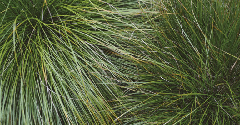 The One Groundcover Every Kentucky Gardener Should Have In Their Flower Beds