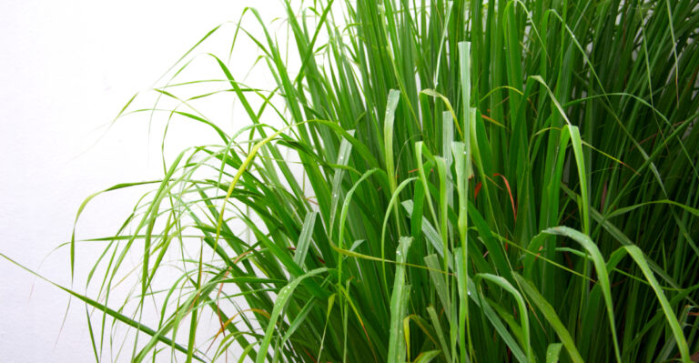 lemongrass